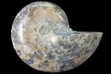 Thick Ammonite (Anapuzosia) Fossil Half #88043-1